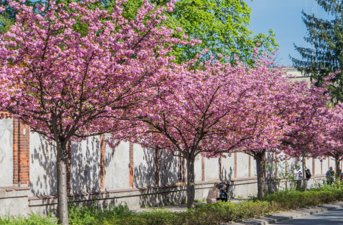 Kolory Japonii w Warszawie – kwitną  wiśnie 'Kanzan'